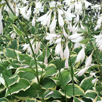 Decorative flower bulbs for landscape beds and outdoor containers.