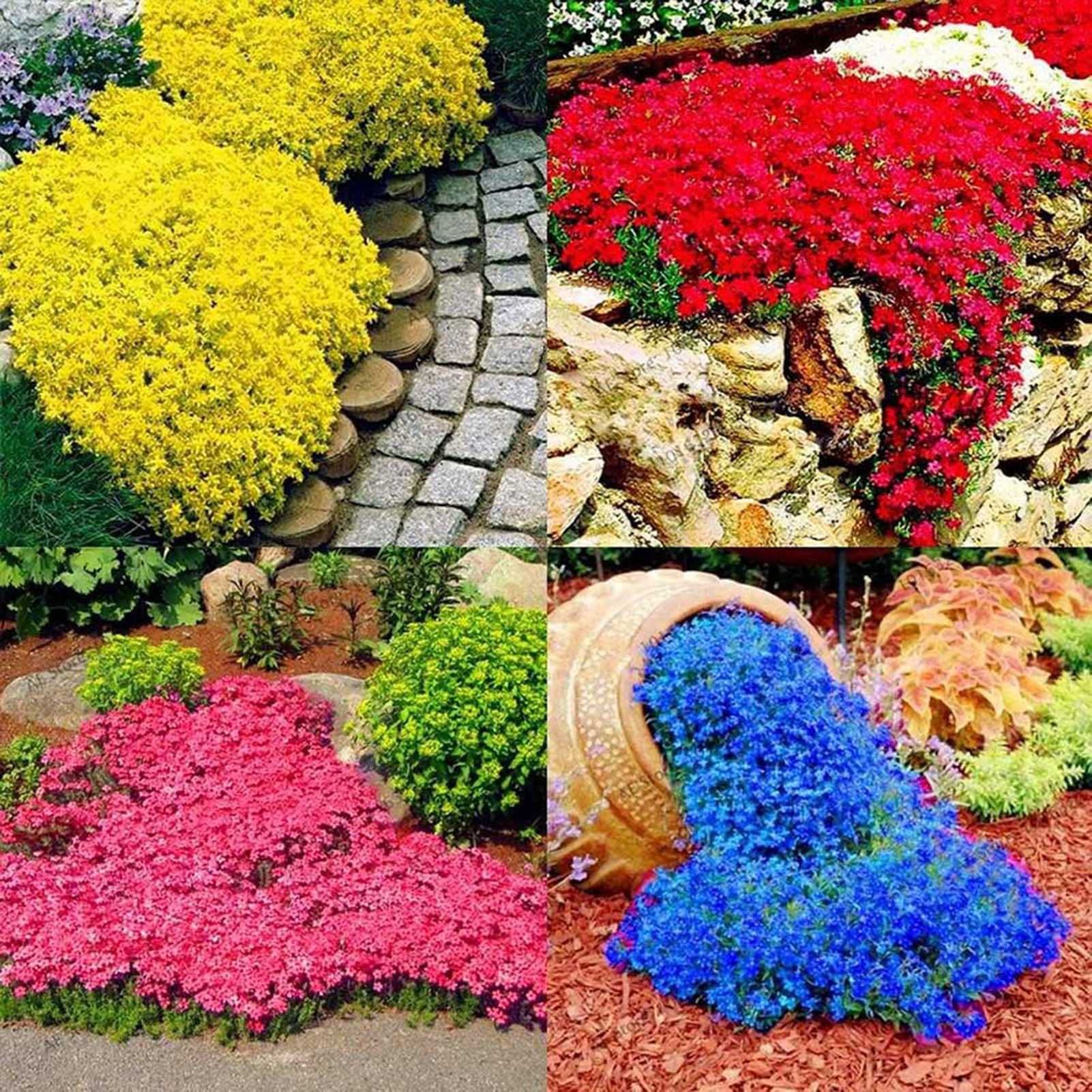 Perennial Creeping Thyme and Rock Cress flowers in a decorative garden