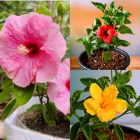 Mixed hibiscus flower seed collection with vibrant ornamental blooms
