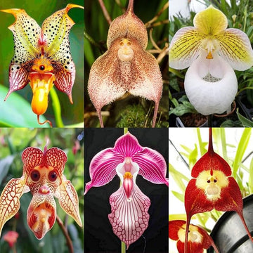 Perennial Orchid flower seeds for planting in indoor spaces and home gardens.