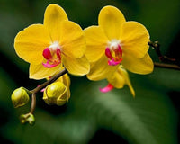 Perennial Orchid seeds for ornamental plant collections and decorative displays.