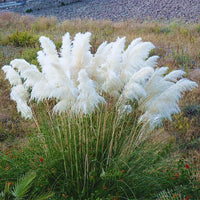 Perennial Pampas Grass Growing in Garden Border