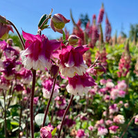 Perennial Pink Petticoat Columbine flowering plants displayed in decorative garden containers