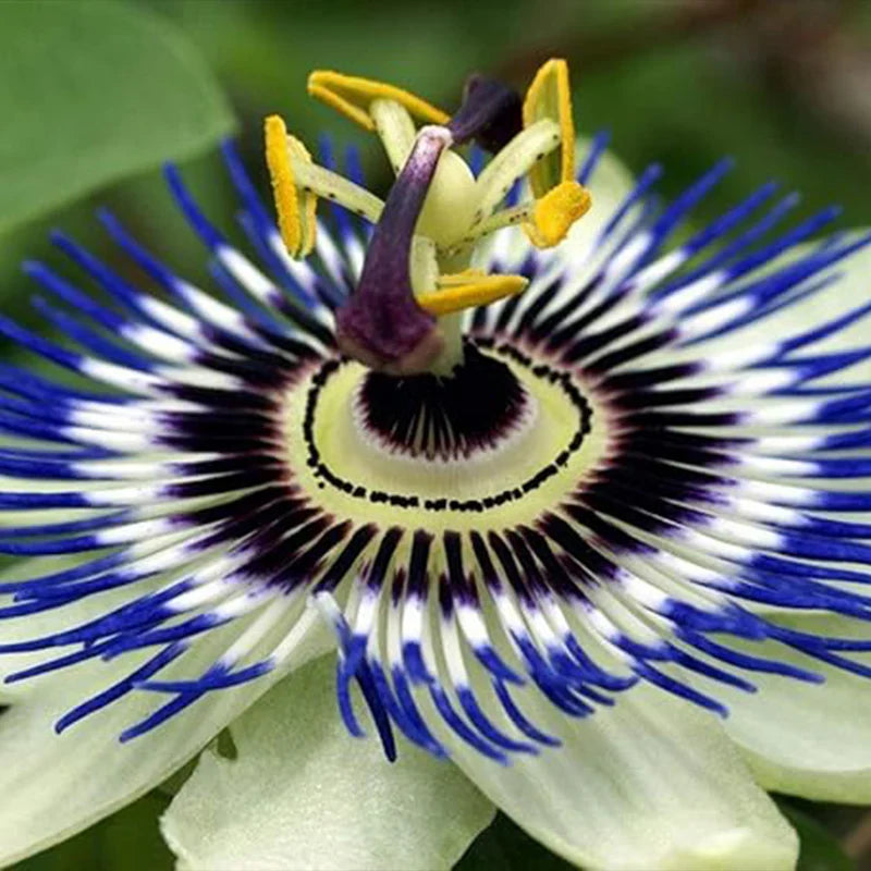 Exotic purple Passionflower seeds for trellises and garden landscapes.