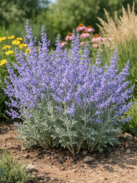 Heirloom Russian Sage seeds for borders, containers, and perennial gardens