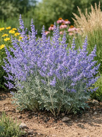 Heirloom Russian Sage seeds for borders, containers, and perennial gardens