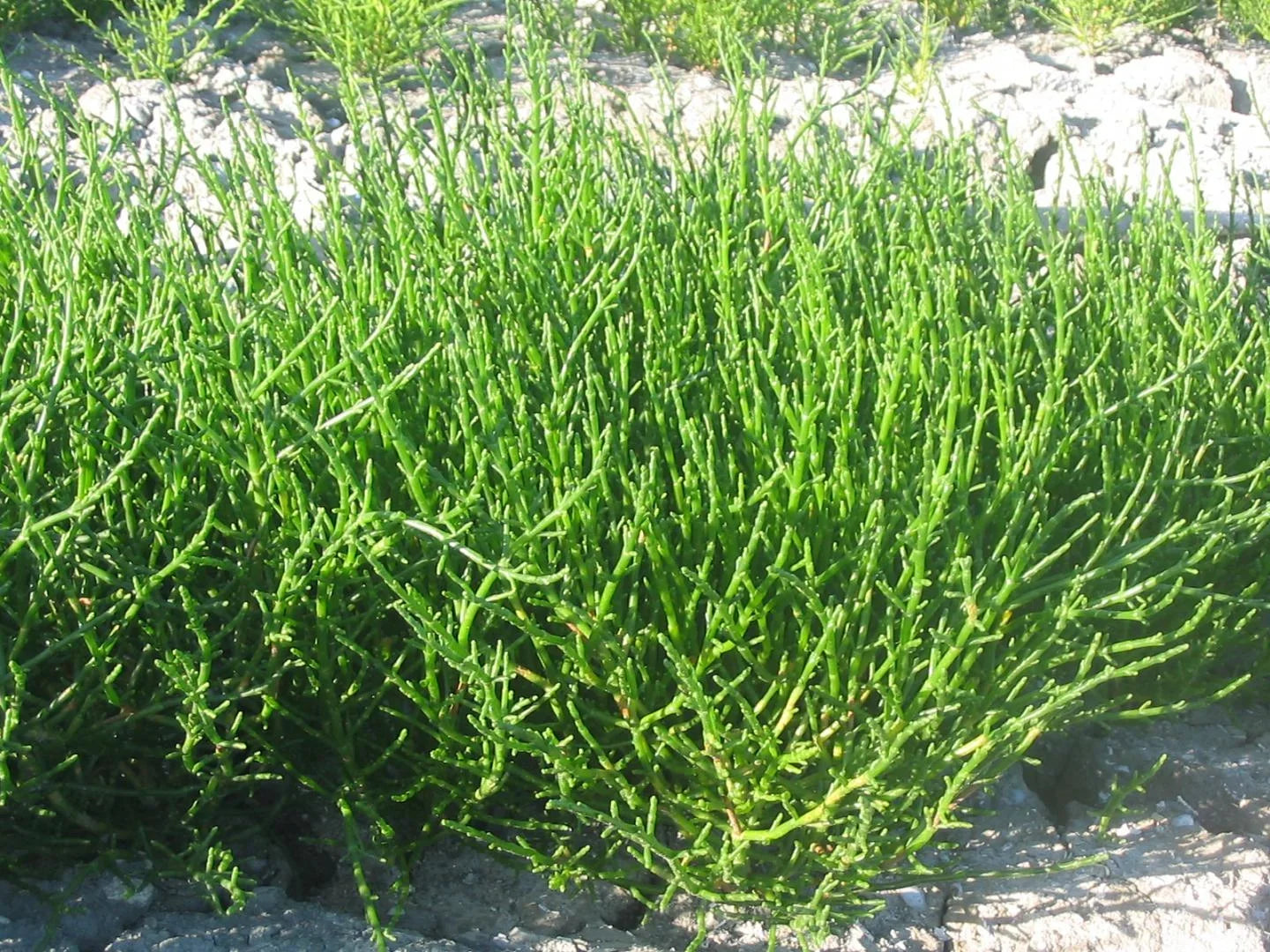 Perennial samphire edible vegetable suitable for raised beds and outdoor gardens