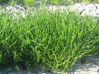 Perennial samphire edible vegetable suitable for raised beds and outdoor gardens