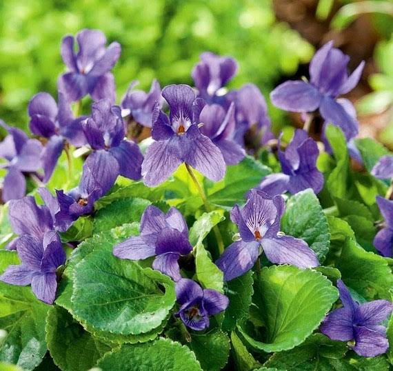Perennial Sweet Violet flower seeds for borders, containers, and landscape gardens