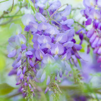Perennial Violet Acacia Plants for Borders and Beds