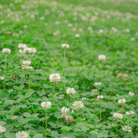 Perennial White MiniClover seeds for lawn and garden planting