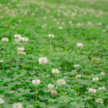 Perennial White MiniClover seeds for lawn and garden planting