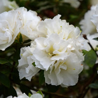 Perennial White Rhododendron Plants for Borders and Containers