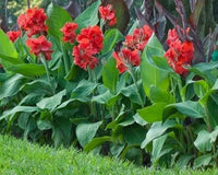 Perennial Canna plants with colorful flowers and foliage