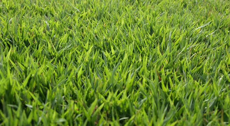 Close-up view of healthy perennial Zenith Zoysia grass turf
