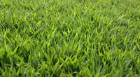 Close-up view of healthy perennial Zenith Zoysia grass turf