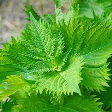Perilla frutescens ornamental herb growing in full sun