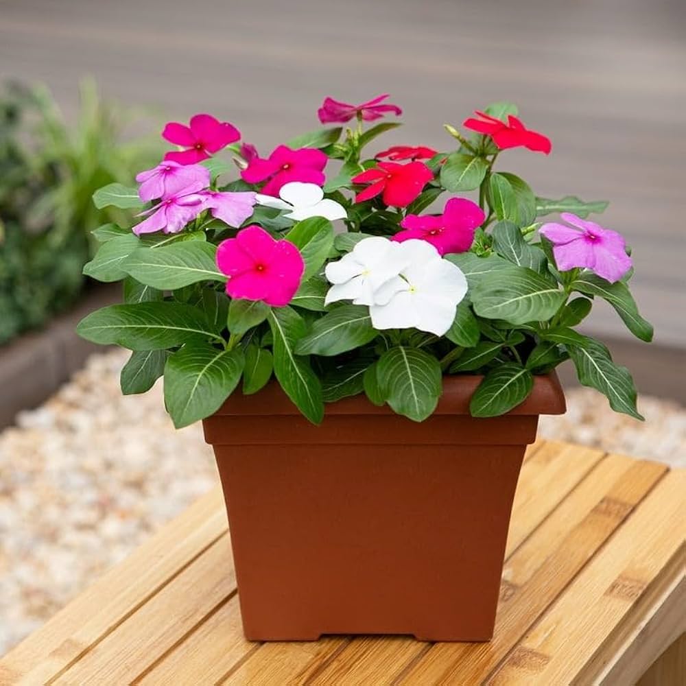 Periwinkle flower plants growing along a colorful garden border from seed