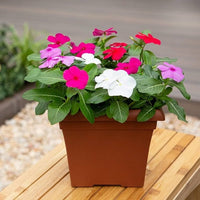 Periwinkle flower plants growing along a colorful garden border from seed