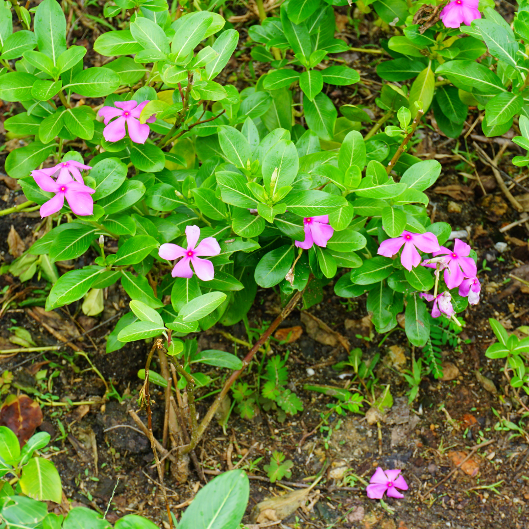 Periwinkle flower plants creating an evergreen ground cover in a garden border.