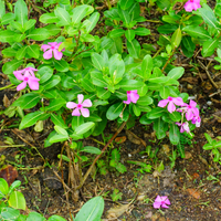 Periwinkle flower plants creating an evergreen ground cover in a garden border.
