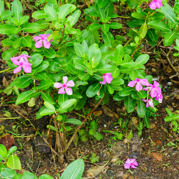 Periwinkle flower plants creating an evergreen ground cover in a garden border.