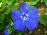 Vinca Minor Seeds for Planting - Hardy Perennial Flower Seeds