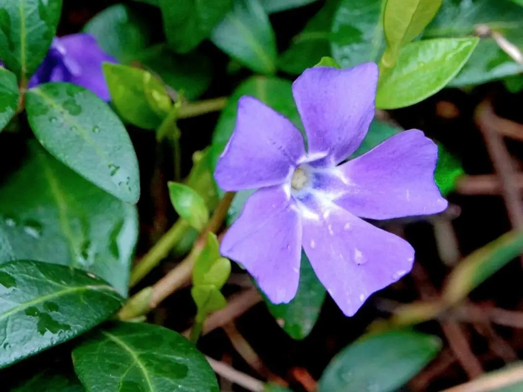 Periwinkle flower seeds for creating lush ground cover in woodland and ornamental gardens.