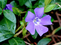 Periwinkle flower seeds for creating lush ground cover in woodland and ornamental gardens.