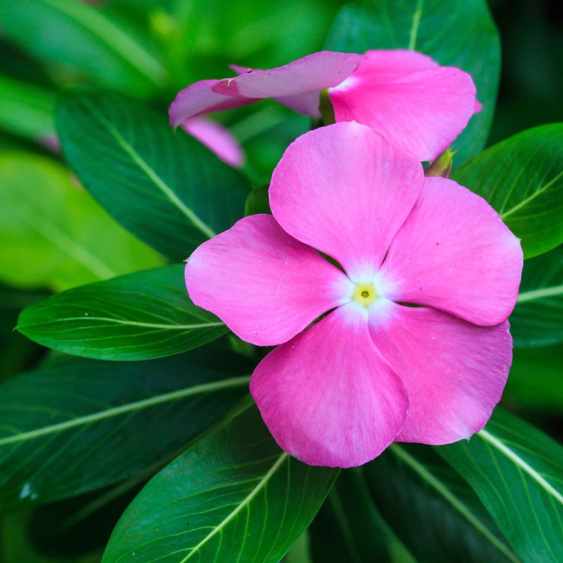 Periwinkle flowering ground cover suitable for borders, rock gardens, and garden beds.