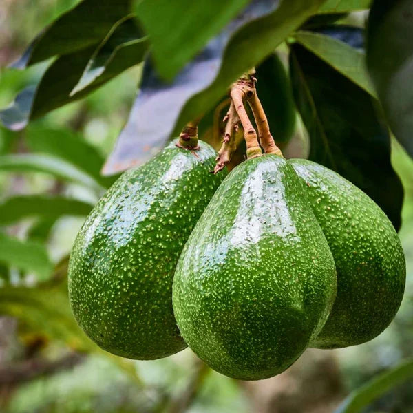 Persea americana Mexicola Grande fruit tree seeds for tropical garden planting.