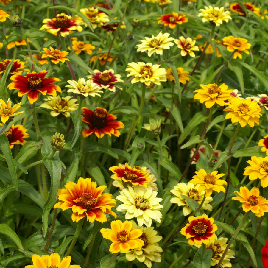 Persian Carpet Mix zinnia flowers blooming in a colorful home garden.