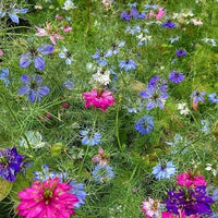 Persian Jewels Nigella flowers featuring delicate fern-like foliage and vibrant blossoms