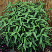 Persicaria odorata herb seeds suitable for raised beds and containers.