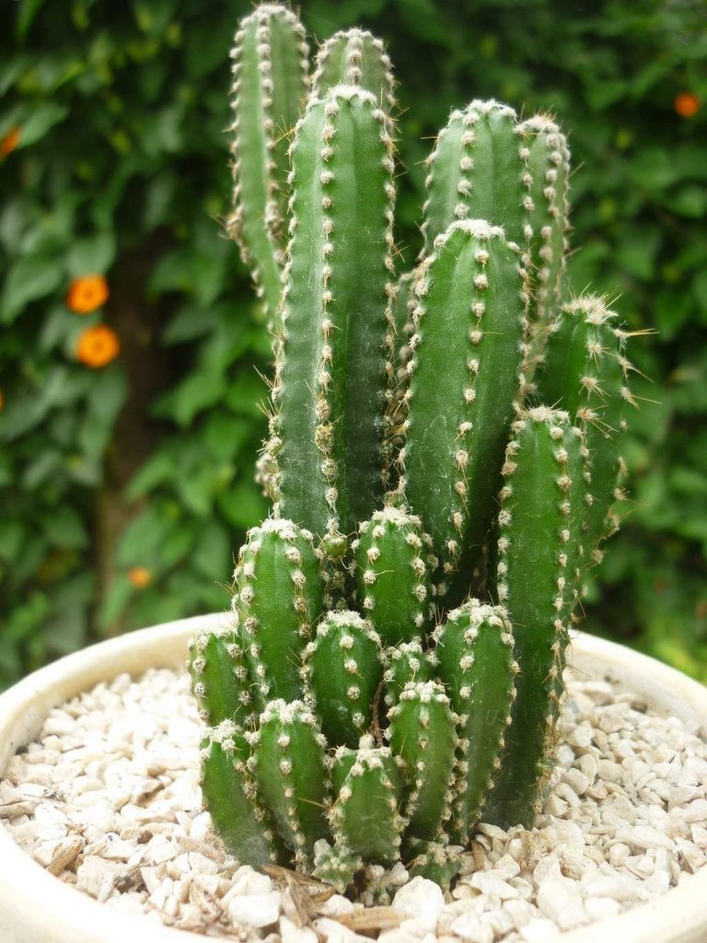 Peruvian Apple Cactus seeds for planting Cereus repandus
