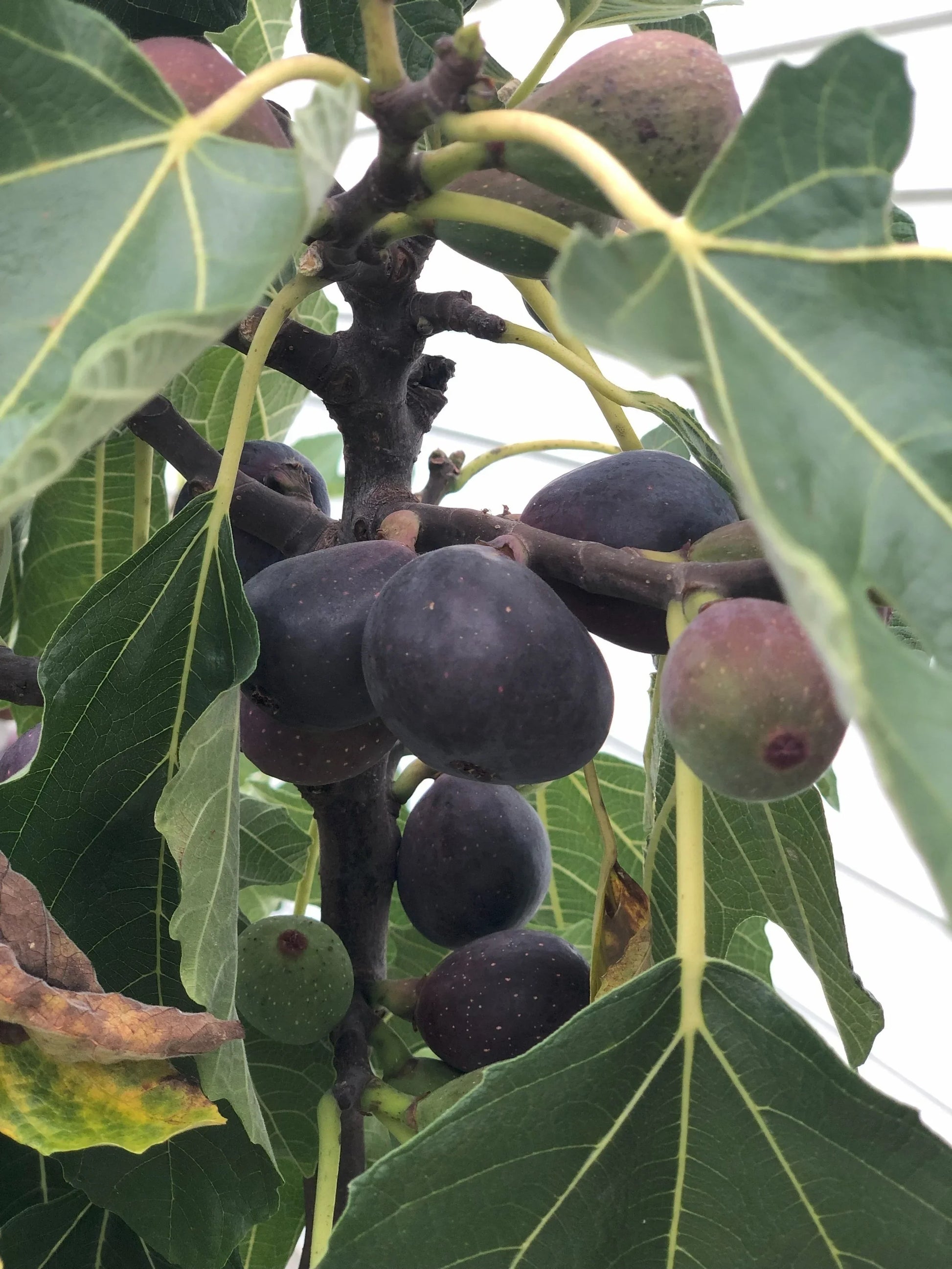 Premium Black Madeira Fig seeds suitable for outdoor and container growing