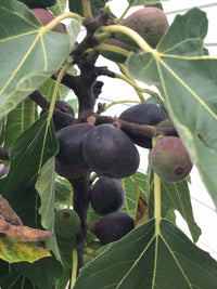 Premium Black Madeira Fig seeds suitable for outdoor and container growing