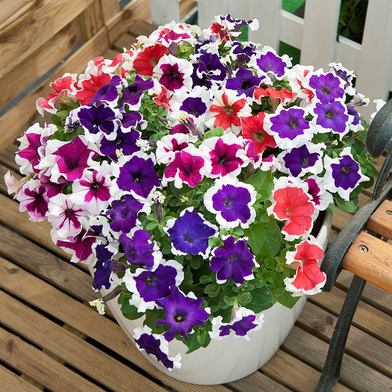 Petunia Hulahoop Red Seeds for Bright Red Petunia Flowers