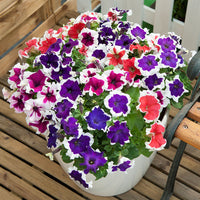 Petunia Hulahoop Red Seeds for Bright Red Petunia Flowers