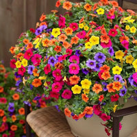 Colorful Petunia flowers blooming in a hanging basket