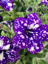 Dark Violet & White Petunia planted in garden border
