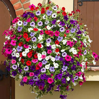 Petunia Hybrids Trailing Pendula Mixed flower seeds with colorful cascading blooms for home gardens