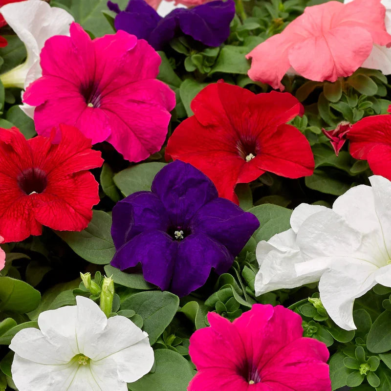 Mixed color Petunia Pendula flowering plants suitable for borders, patios, and garden landscapes
