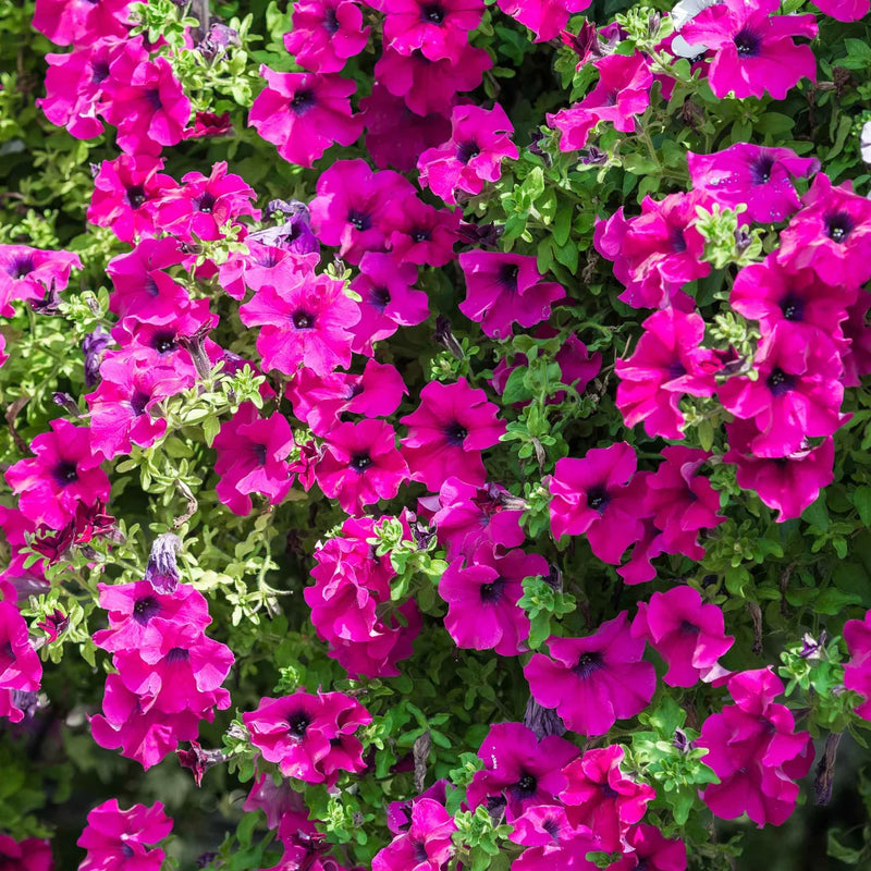 Rose of Heaven Seeds for Beautiful, Fragrant Flowers