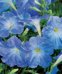 Petunia Seedlings Growing from Sky Blue Seeds