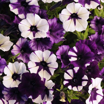 Shock Wave Tie Dye Purple Petunia Flower seeds for Planting - Shade Tolerant, Heirloom & GMO Free Seeds for Home Garden