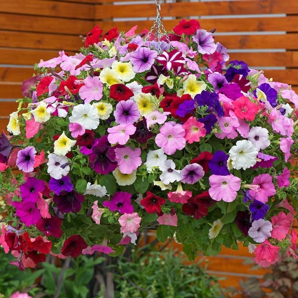 Mixed Petunia Mirage Seeds for Vibrant Spring Planting