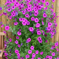 Mixed Petunia Seeds Exotic Ornamental Flowers