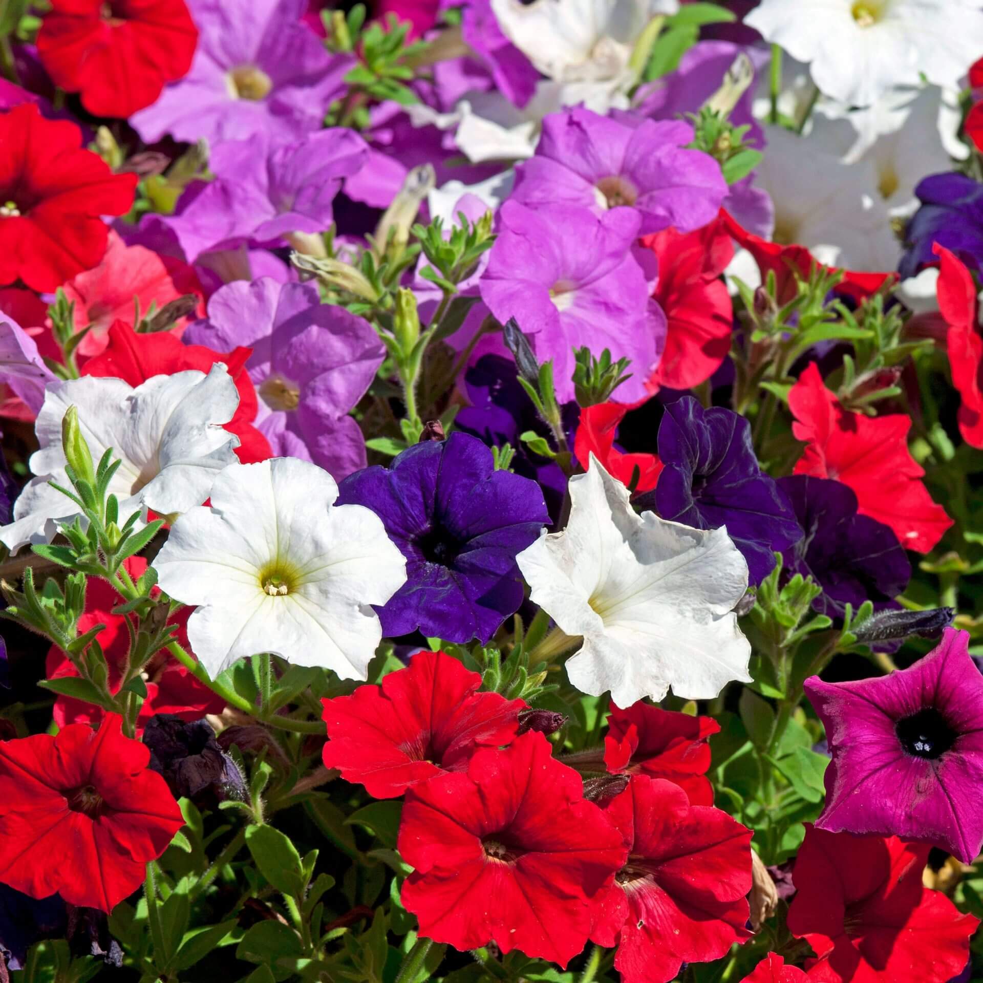 Mix Petunia Flower seeds for Planting - Sun Loving, Heirloom & GMO Free Seeds for Home Garden