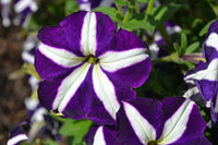 Petunia Carpet Rose Star Seeds for Spreading Rose-Star Petunias